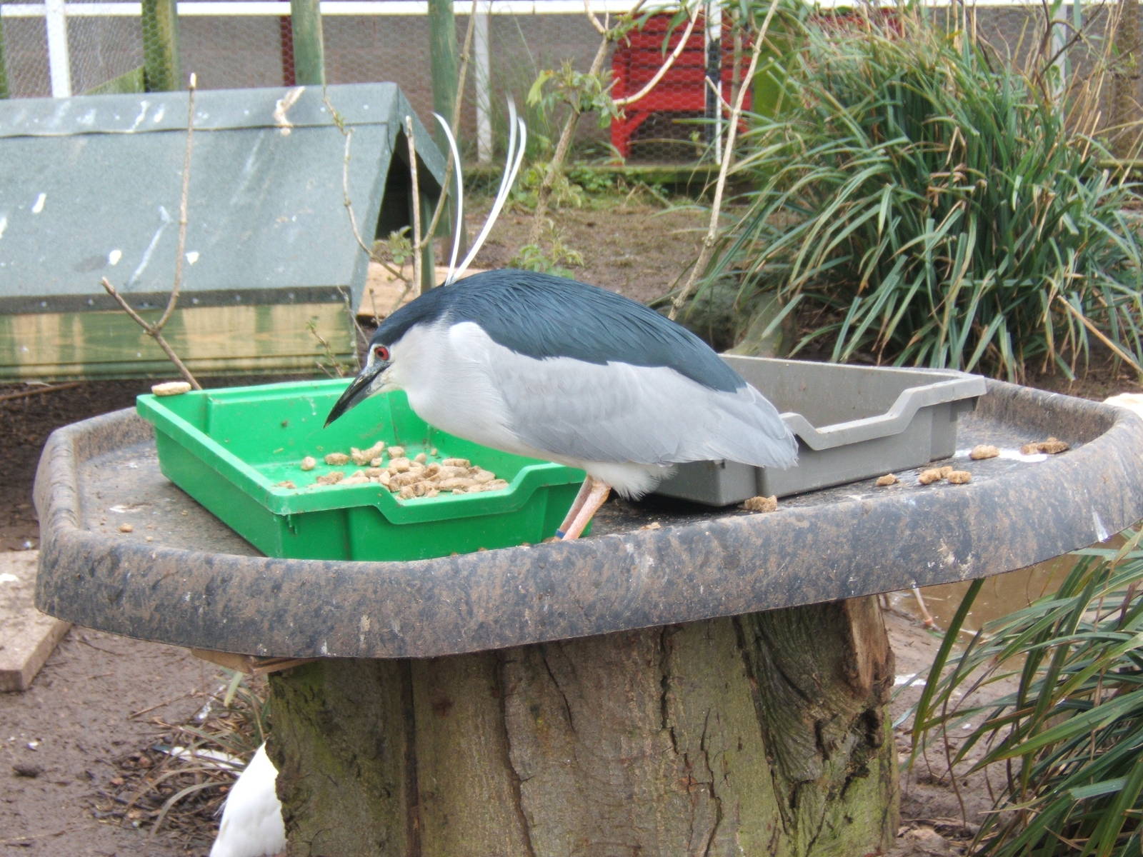 Black-crowned Night Heron