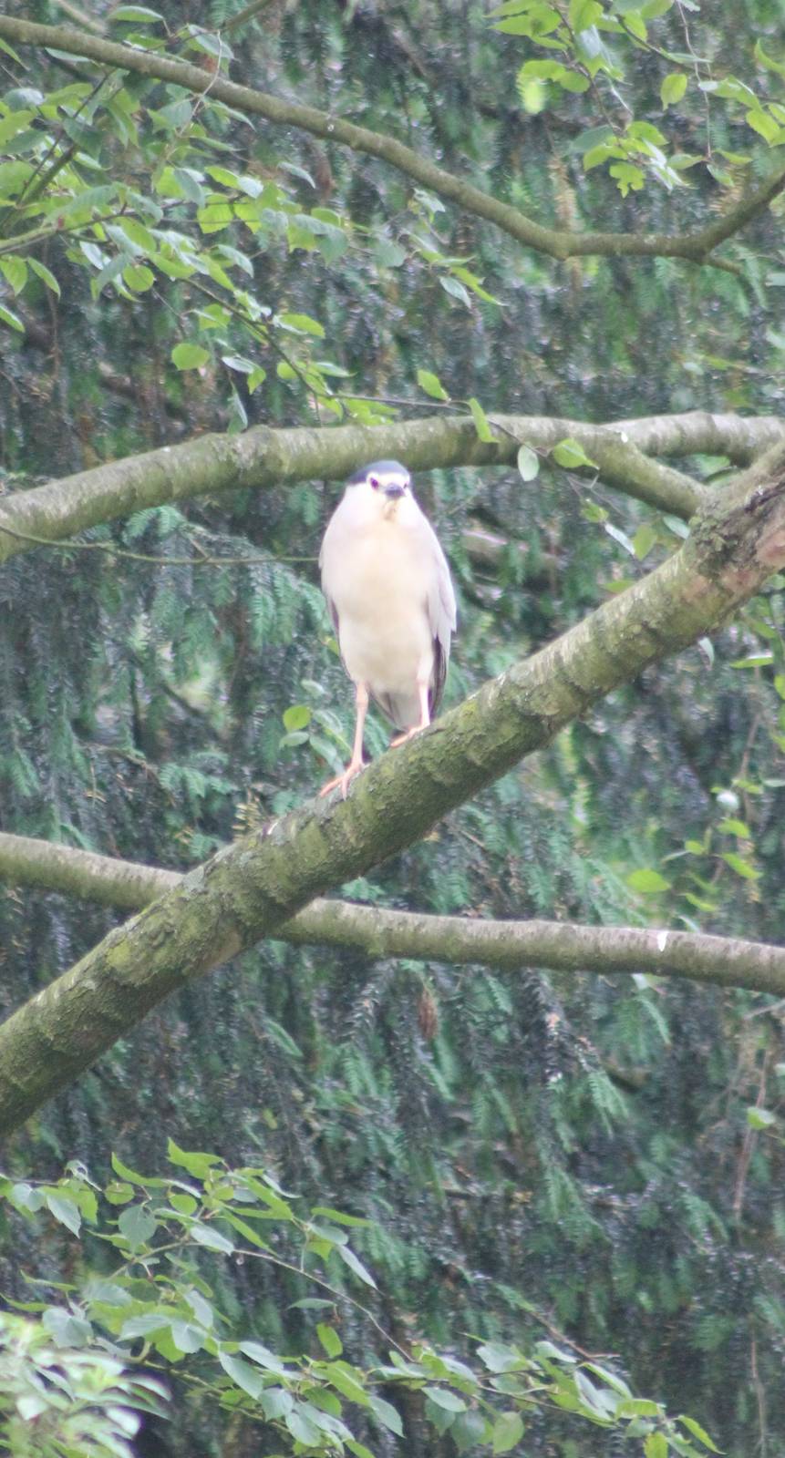 Black-crowned night heron