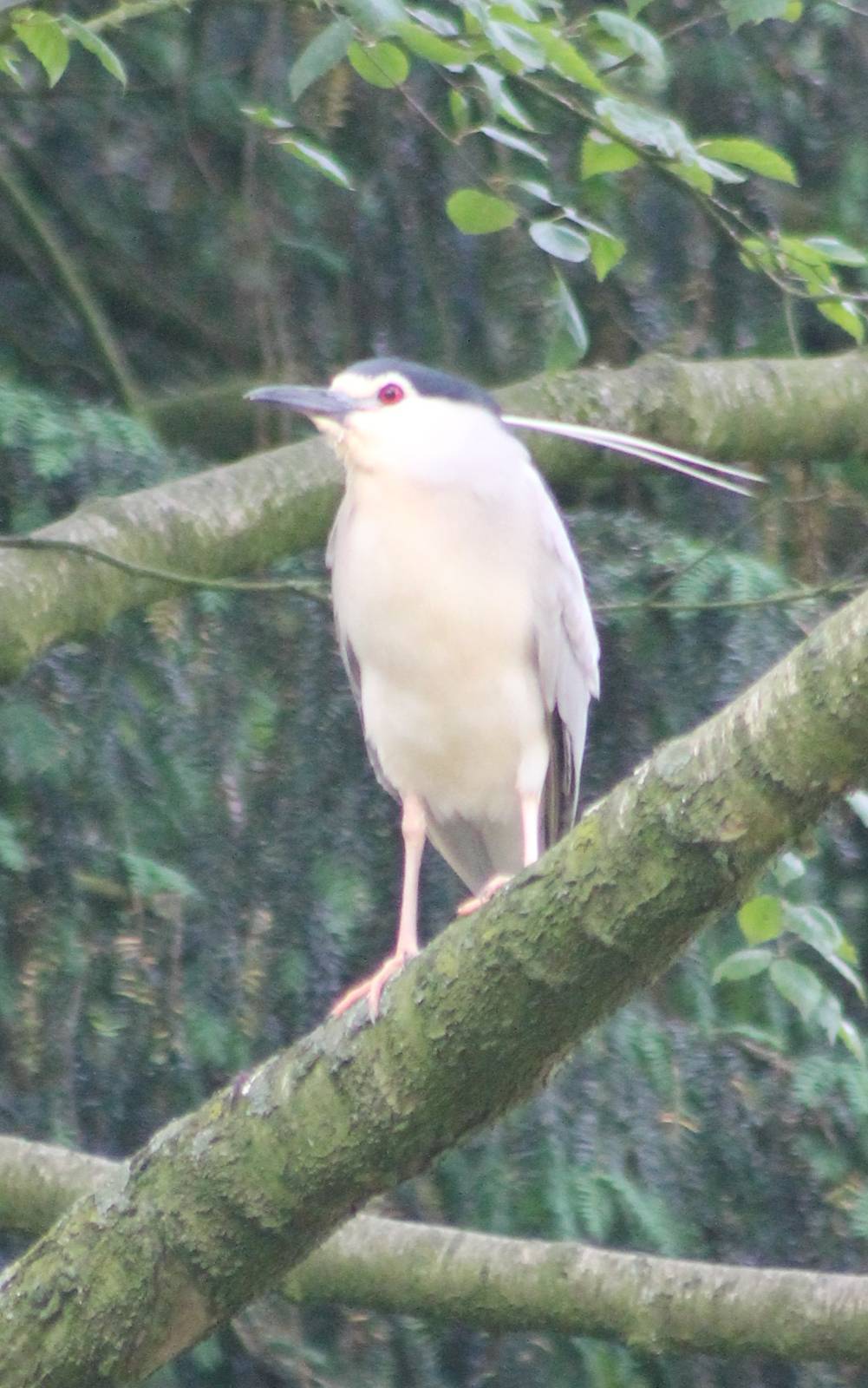 Black-crowned night heron