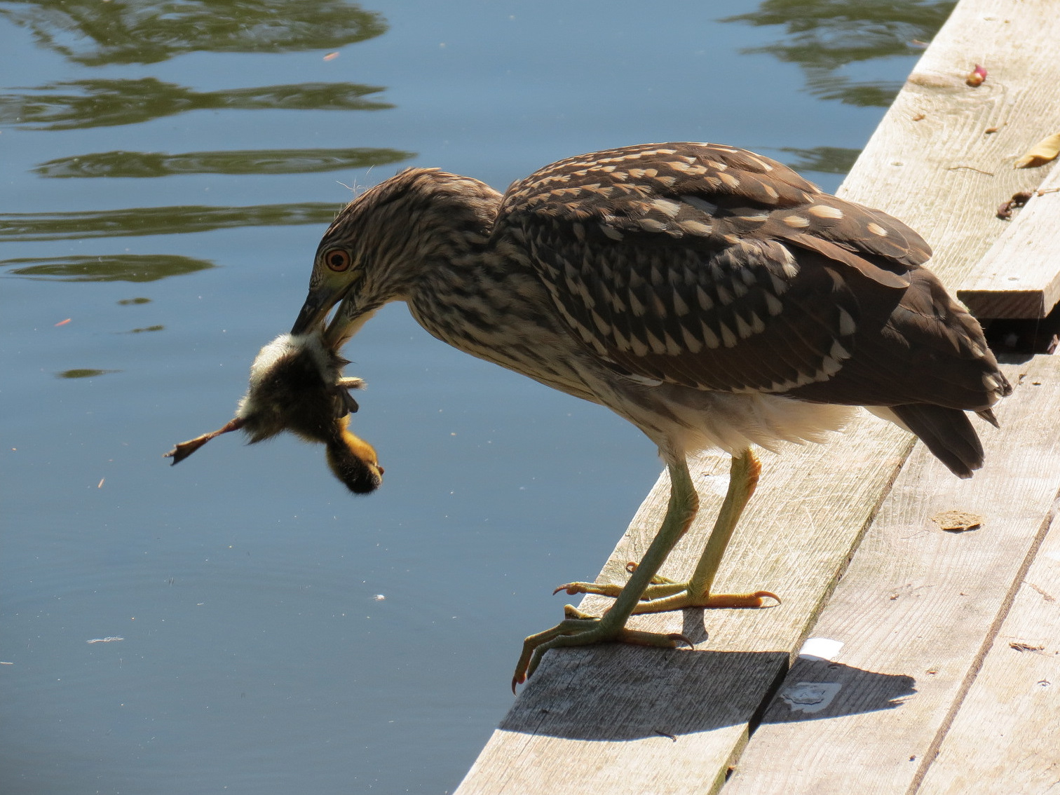 Black-crowned Night Heron