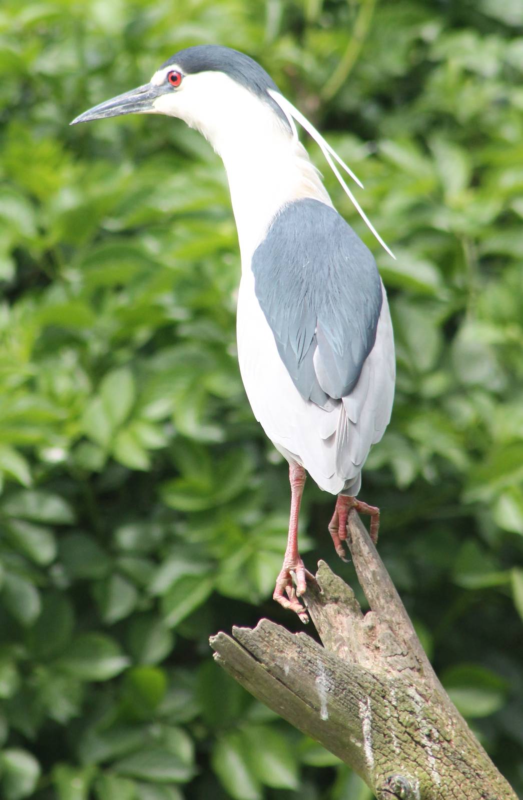 Black-crowned night heron