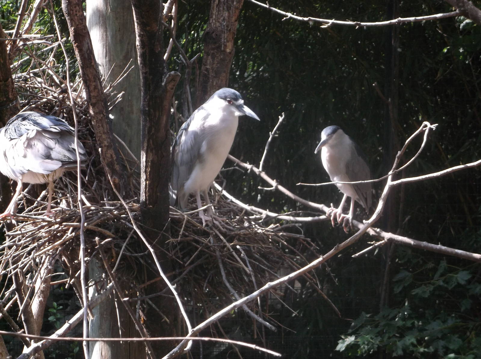 Black CRowned Night Heron