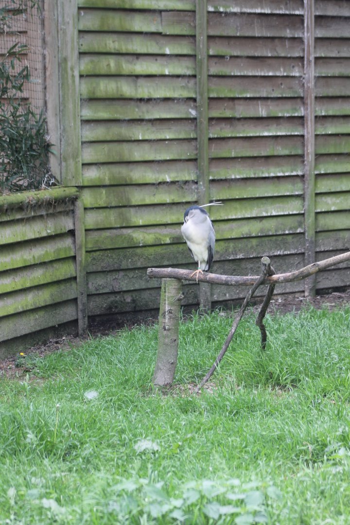 Black-crowned night heron