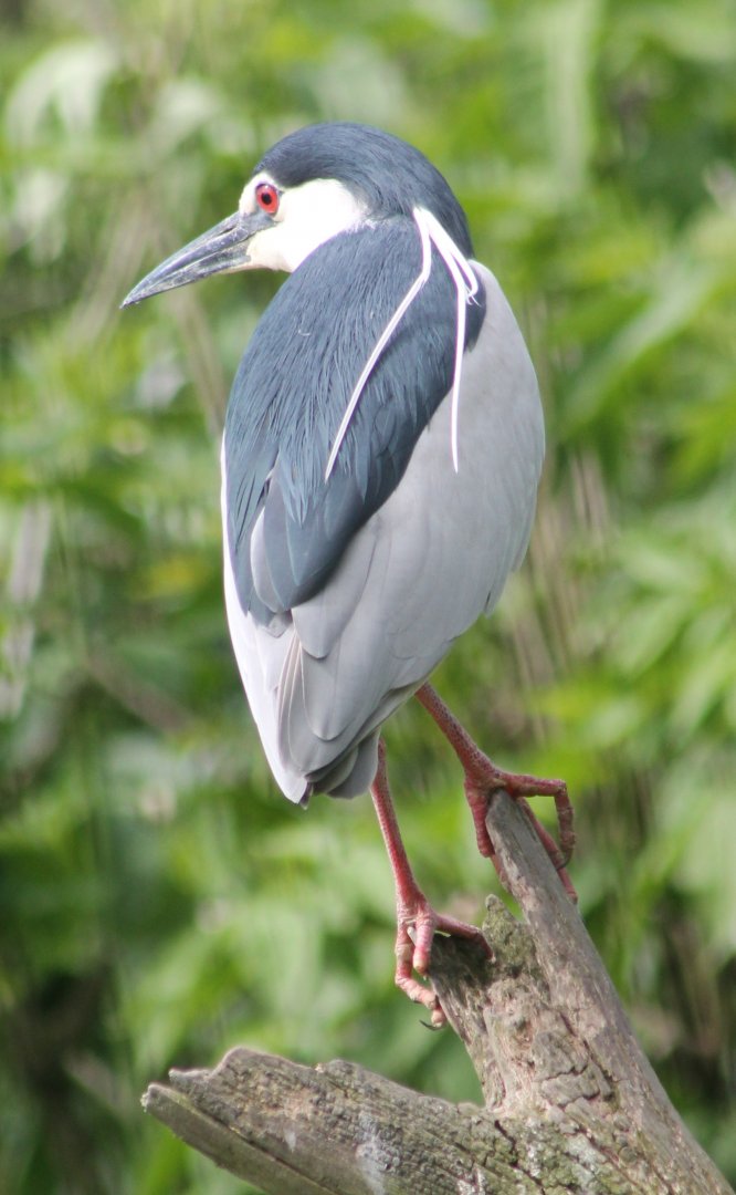Black-crowned night heron