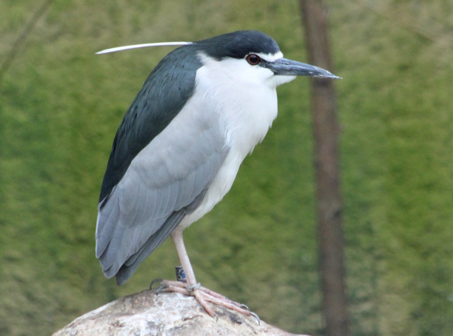 Black-crowned night-heron