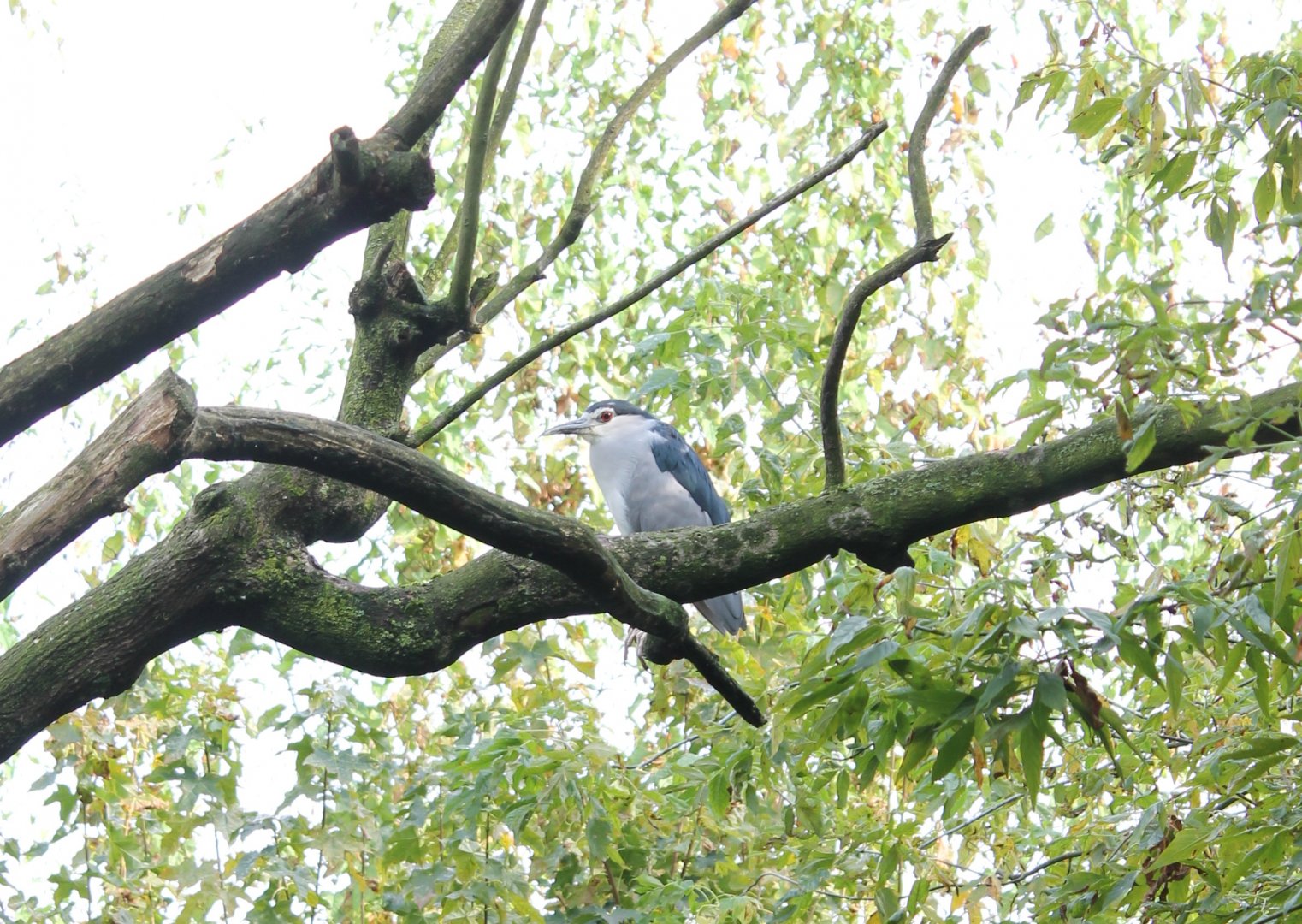 Black-crowned night-heron