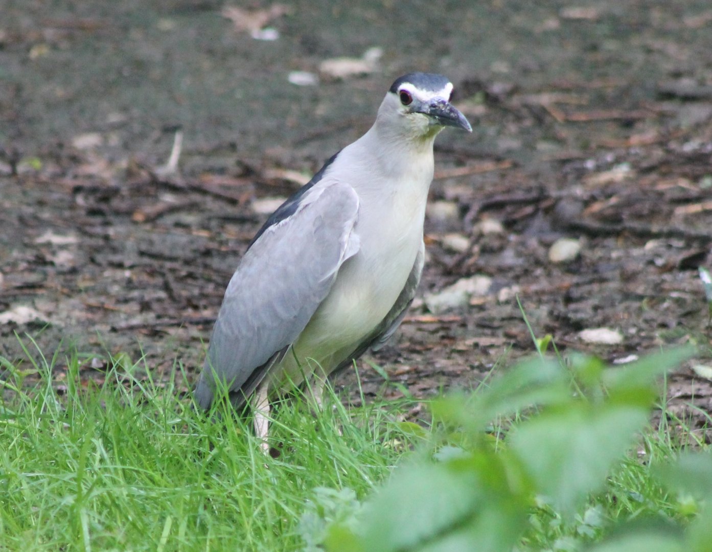 Black-crowned night heron