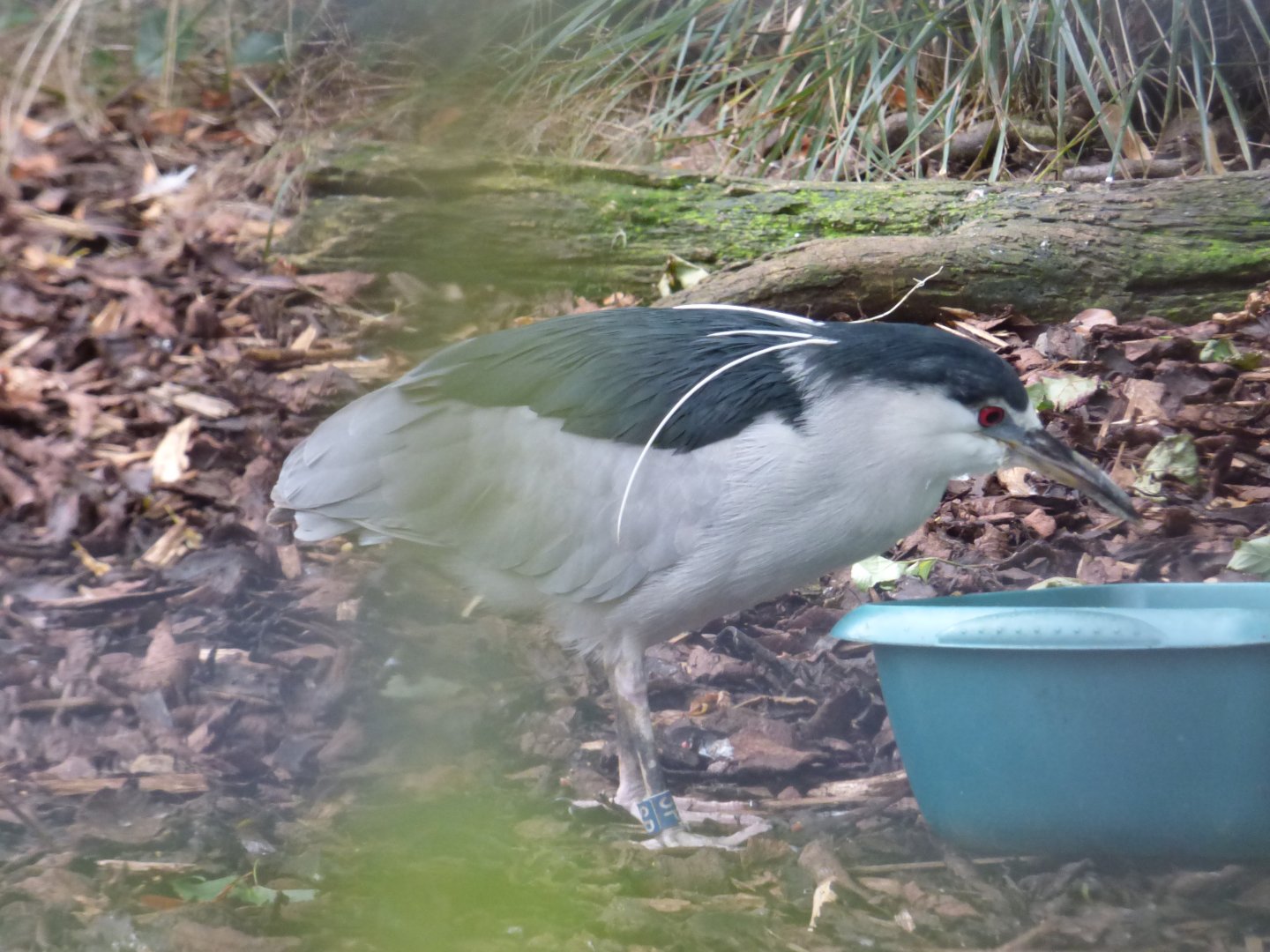 Black-crowned Night Heron