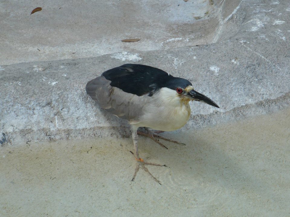Black-crowned night heron