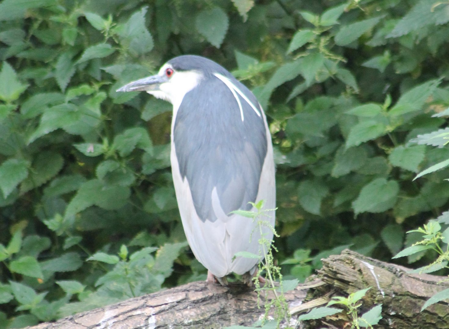 Black-crowned night heron
