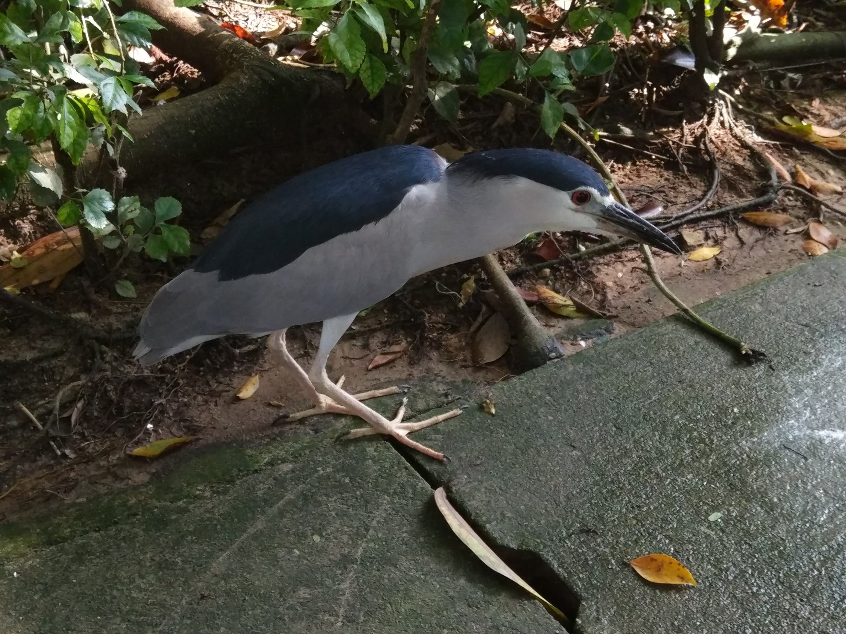 Black-crowned Night Heron