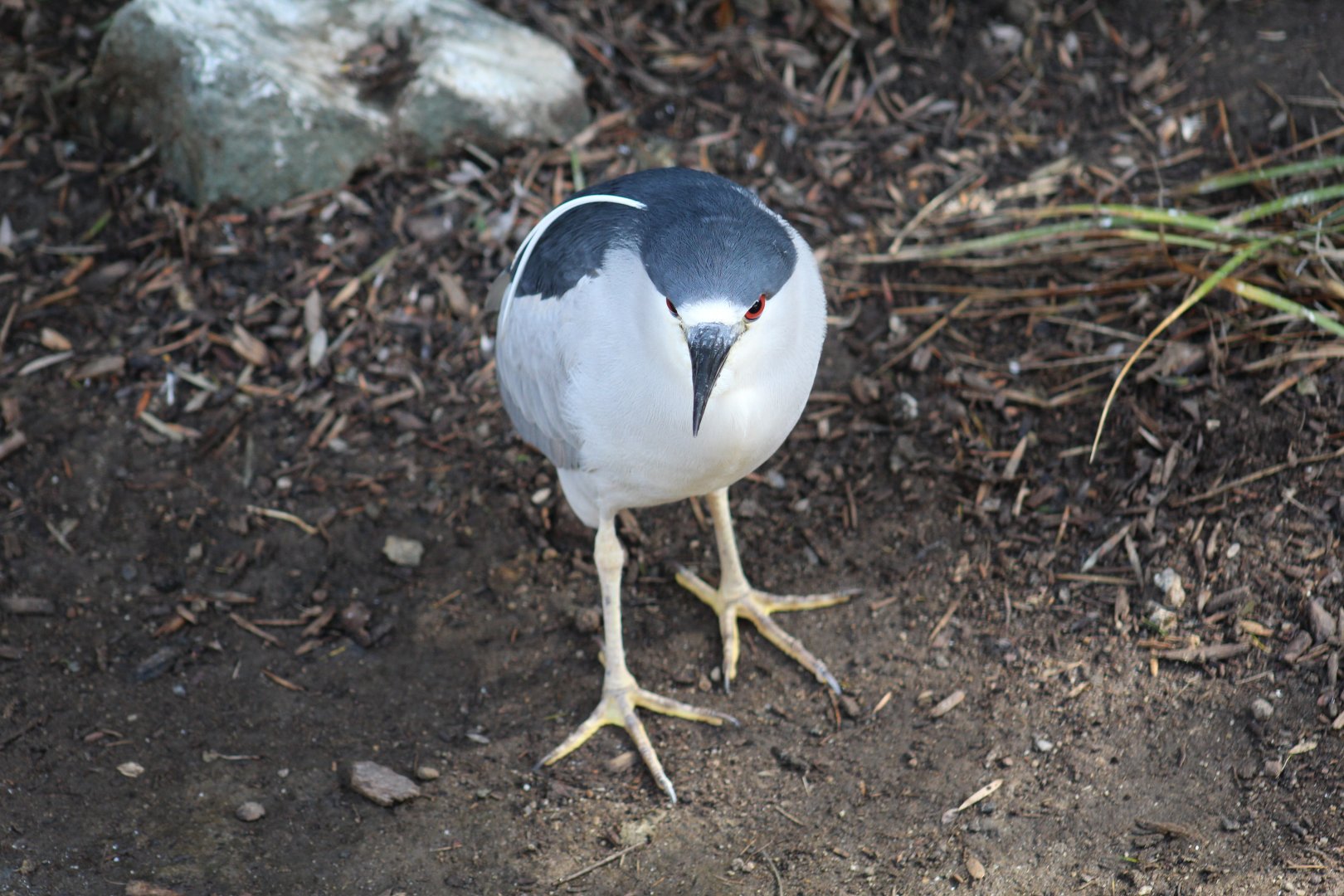 Black-Crowned Night-Heron