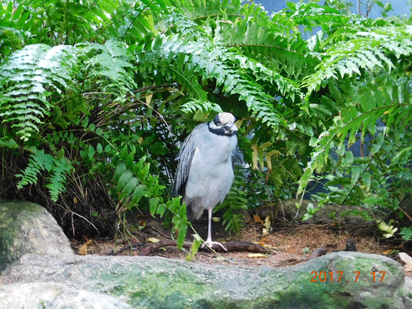 Black Crowned Night Heron