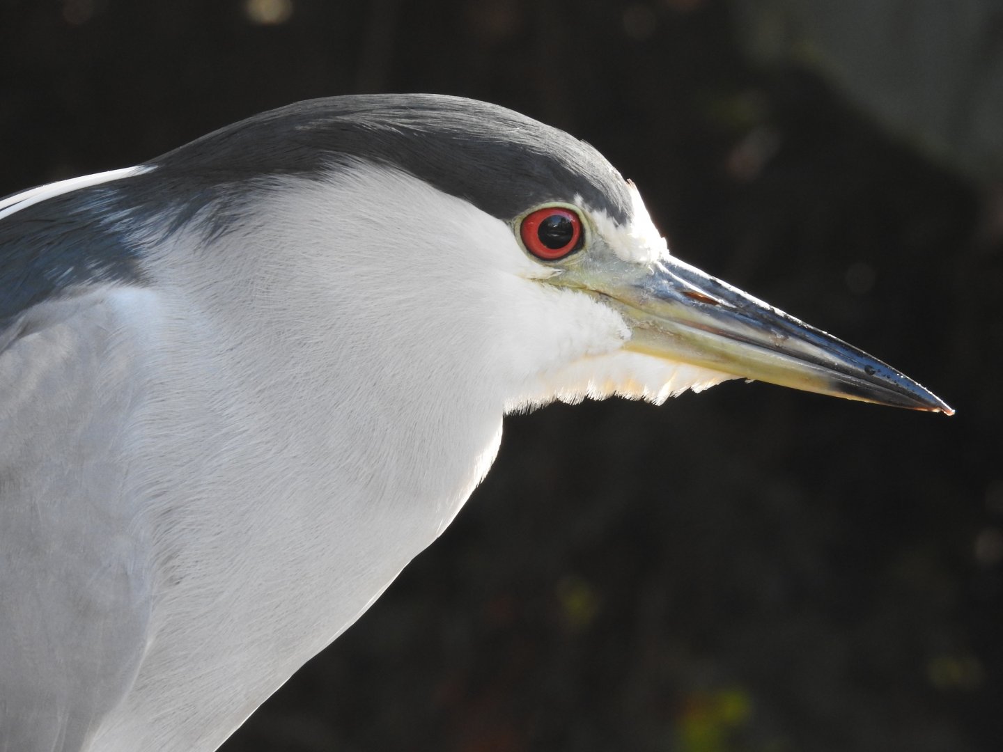 Black-crowned Night-Heron