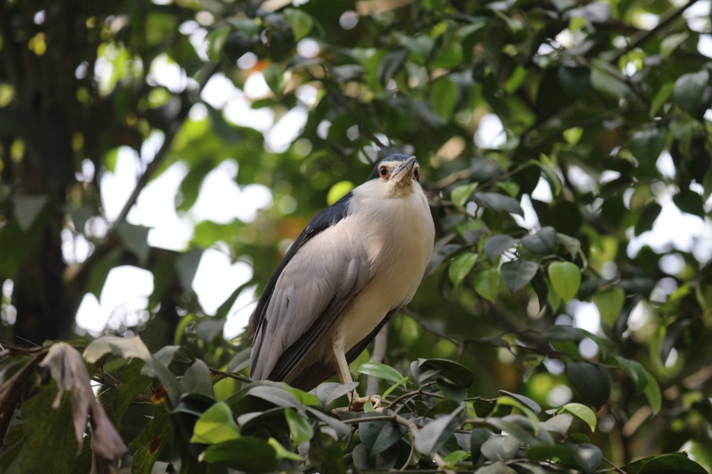 Black-crowned Night heron