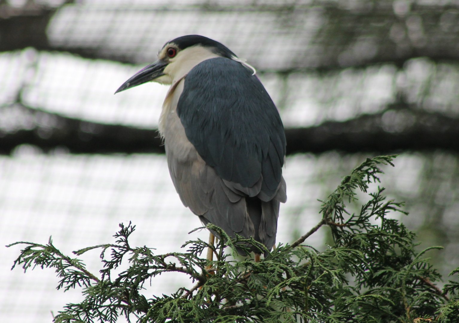 Black-crowned night-heron