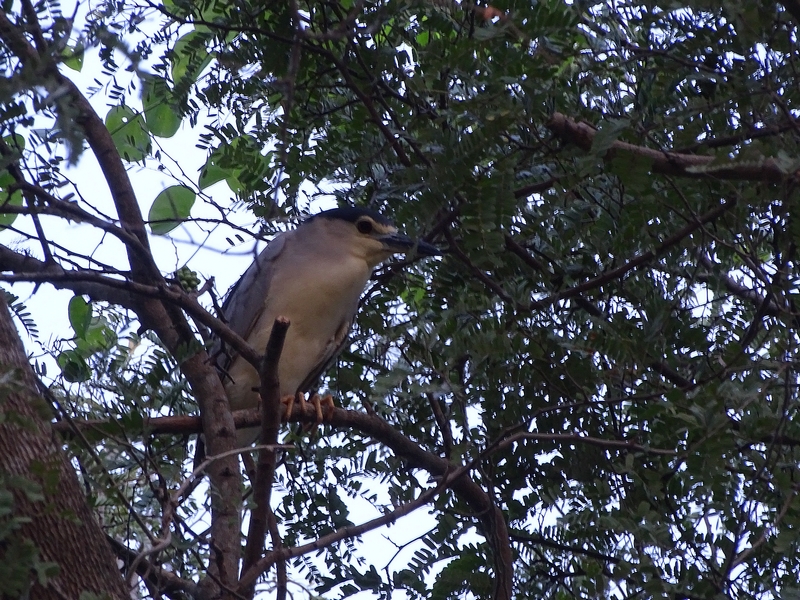Black-crowned night heron