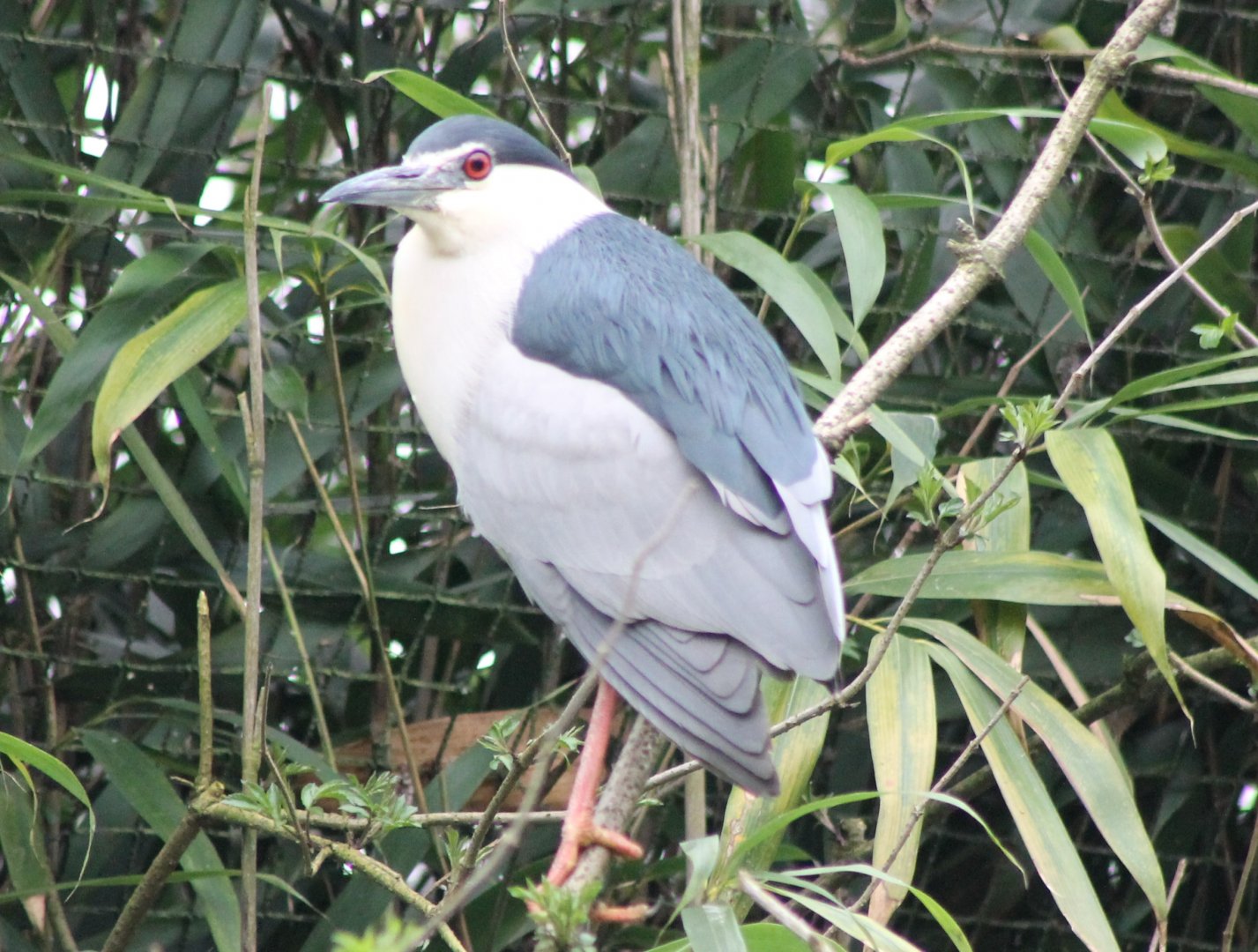 Black-crowned night heron