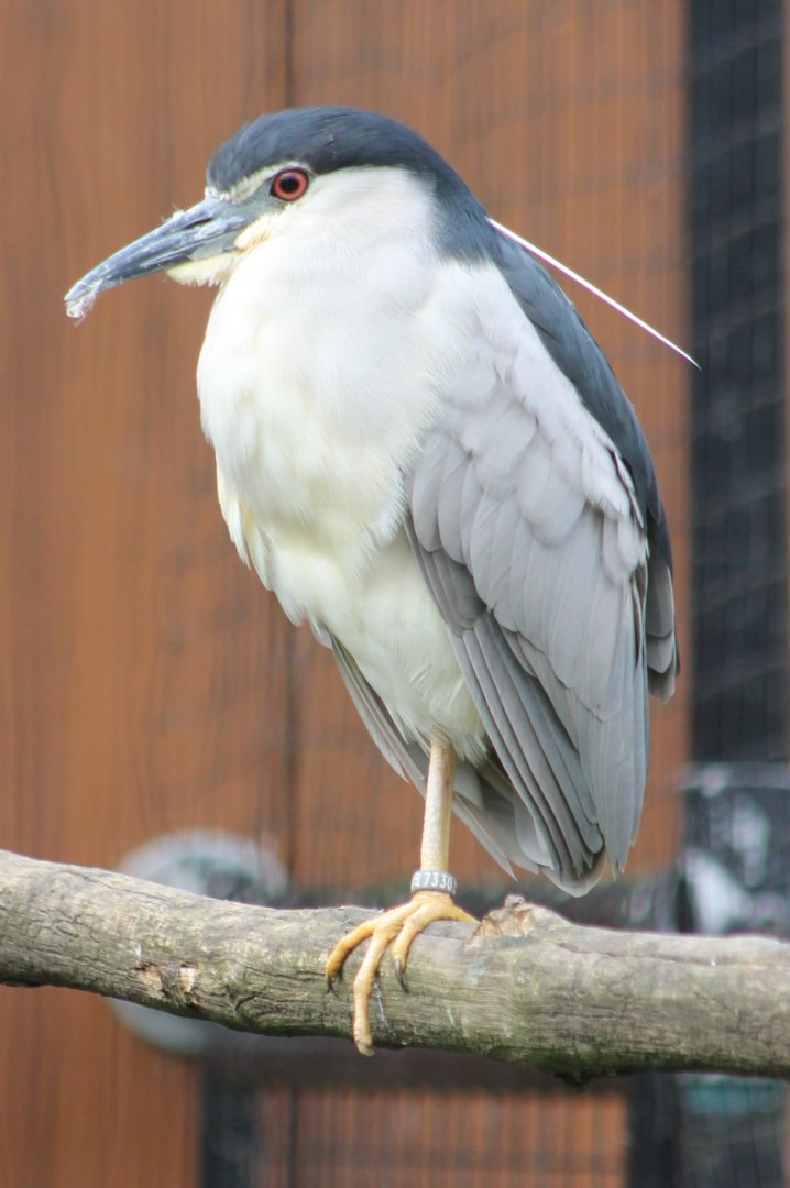 Black-crowned night heron