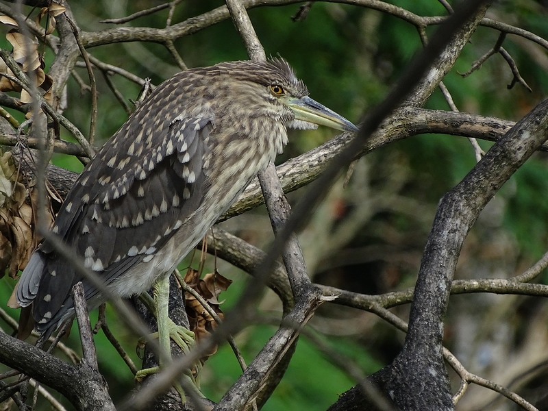 Black-crowned night heron.