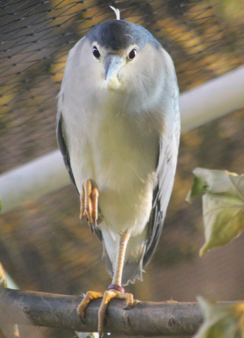 Black-crowned night heron