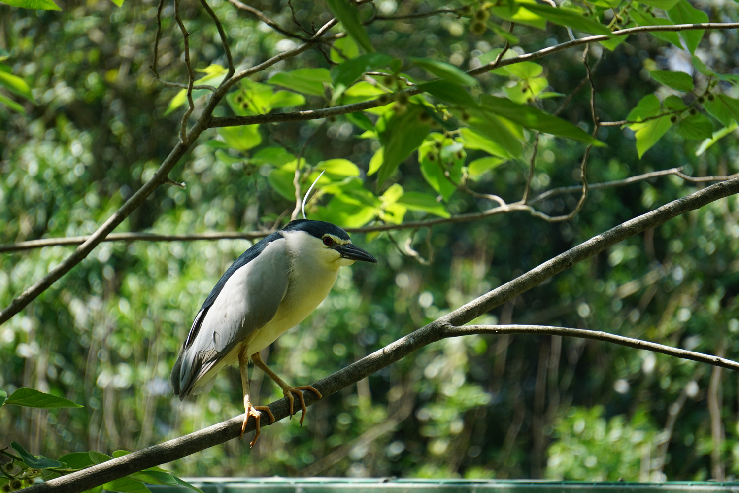 Black-crowned night heron