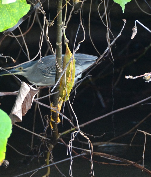 Black-crowned night heron ?