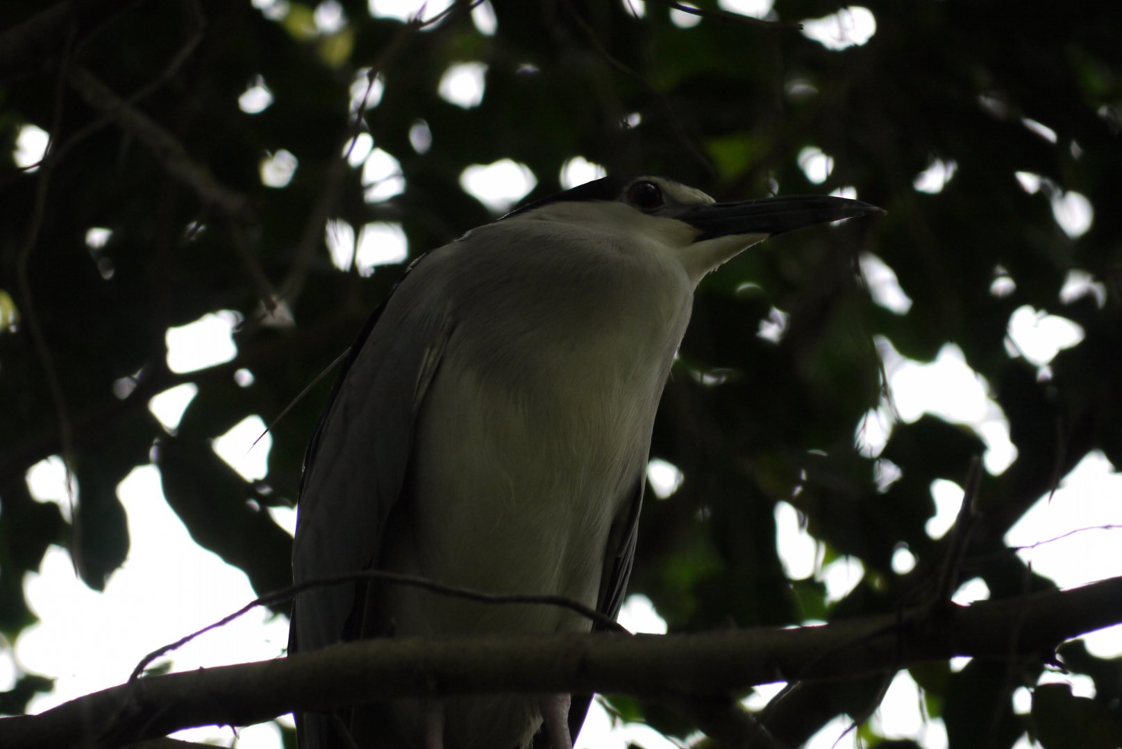Black-Crowned Night Heron