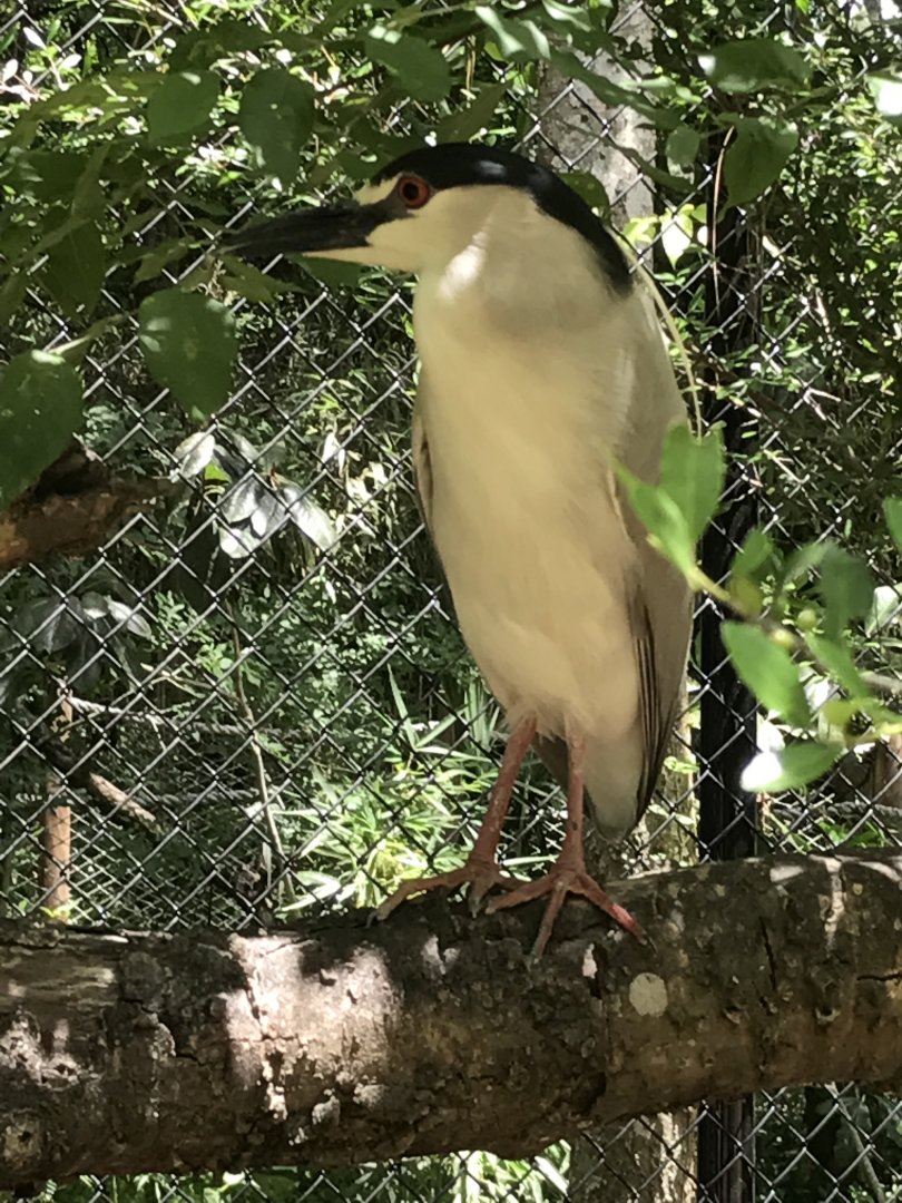 Black-crowned night heron