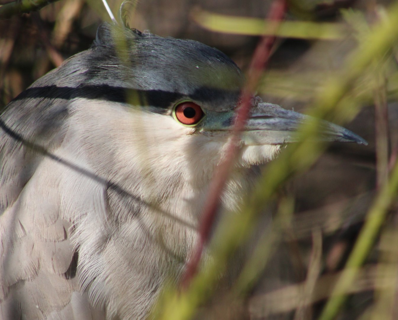 Black-crowned night heron