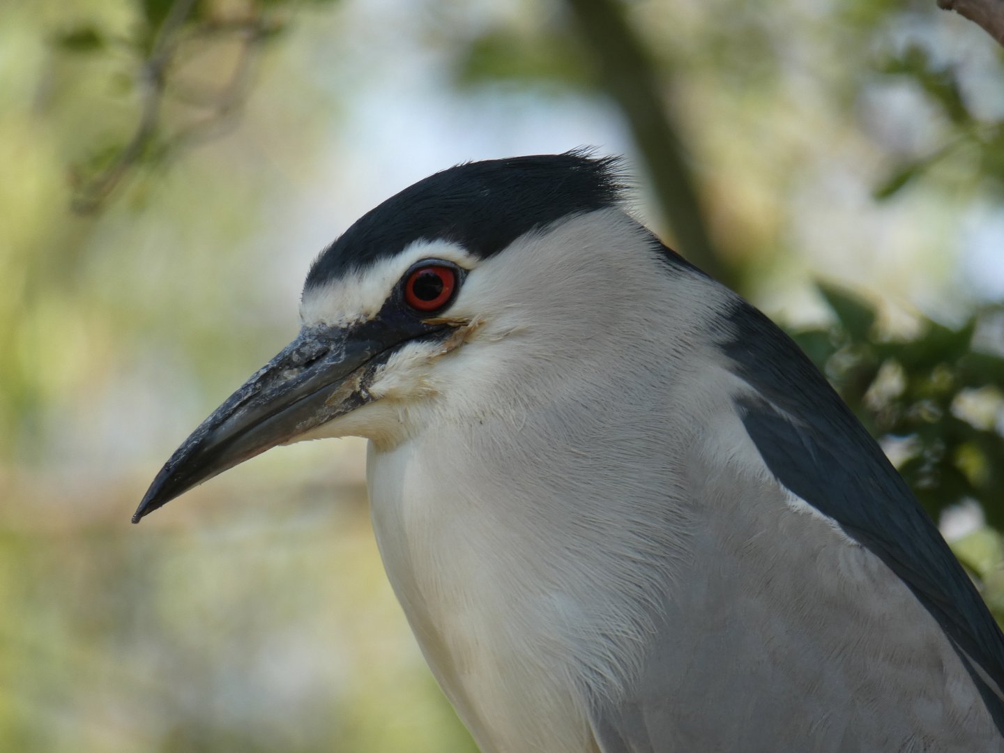 Black-crowned Night Heron