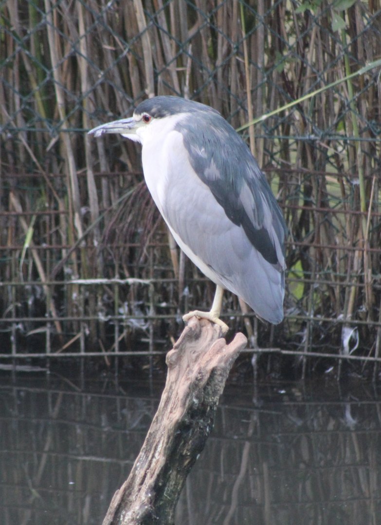 Black-crowned night heron