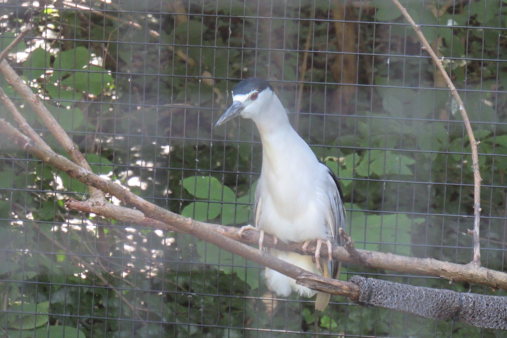 black crowned night heron