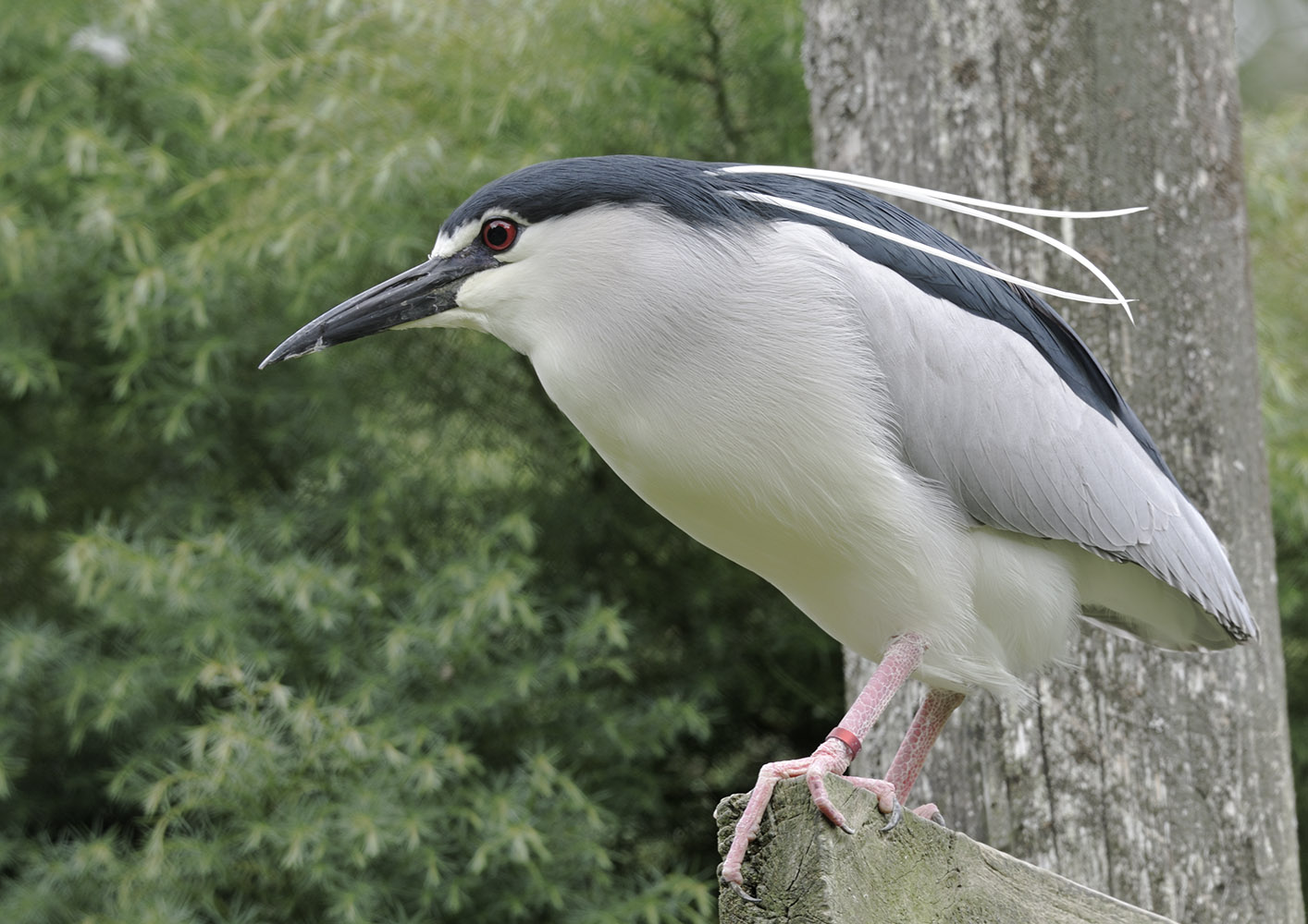 Black-crowned night heron