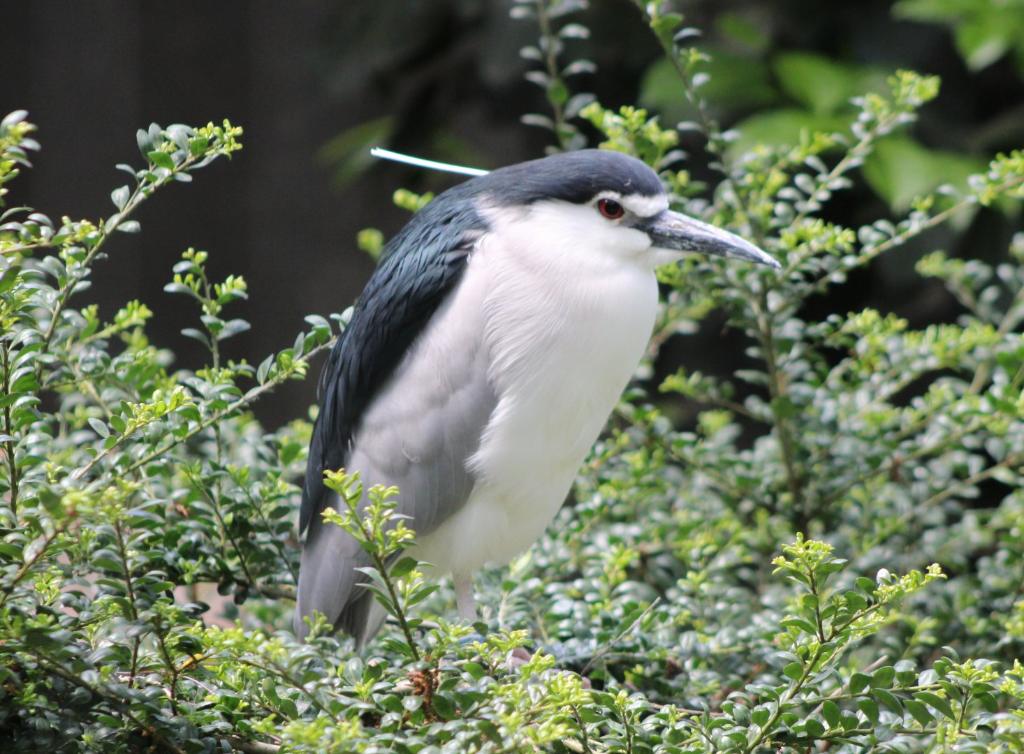 Black-crowned night-heron