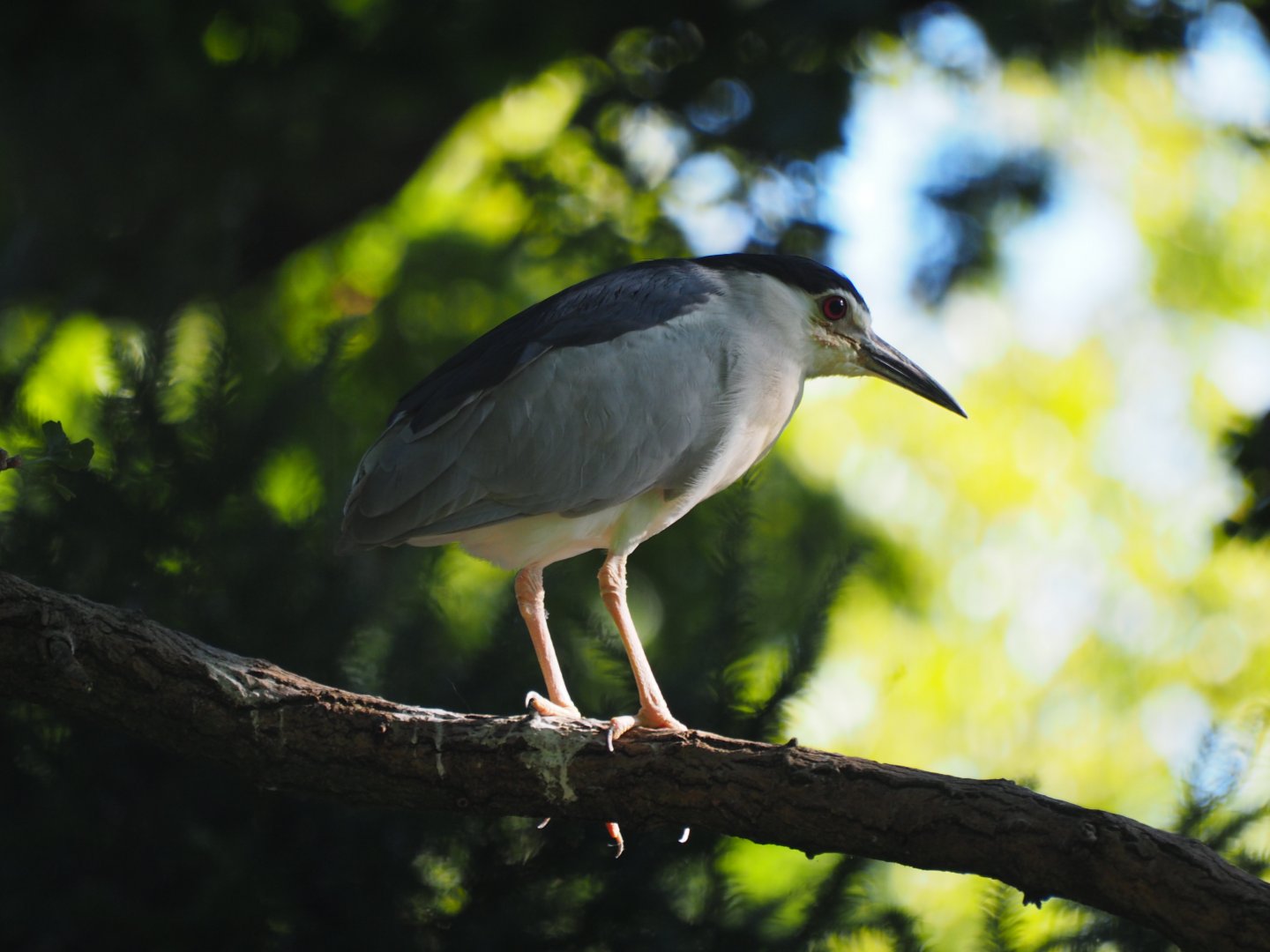 Black-crowned Night Heron