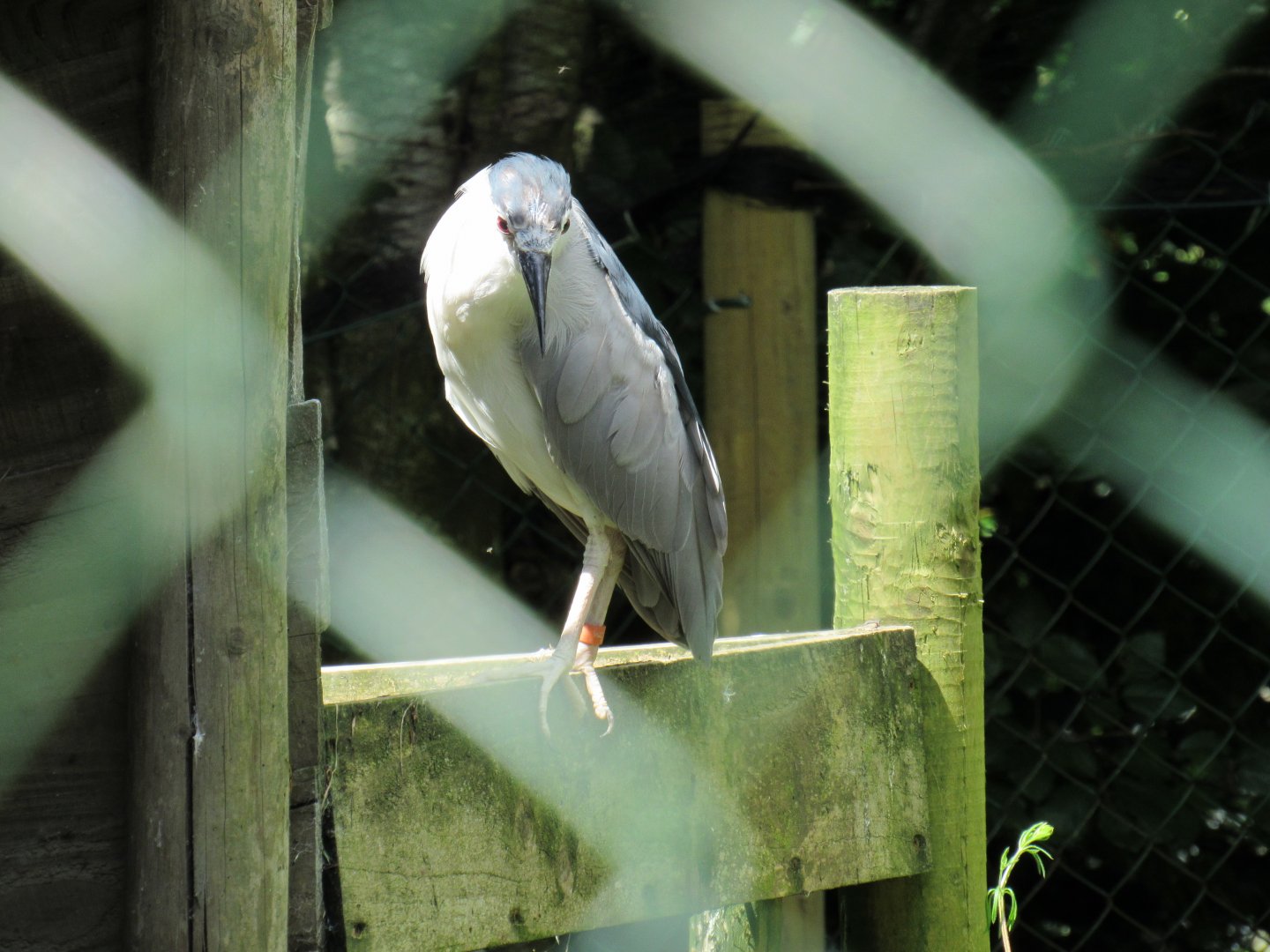 Black-Crowned Night Heron