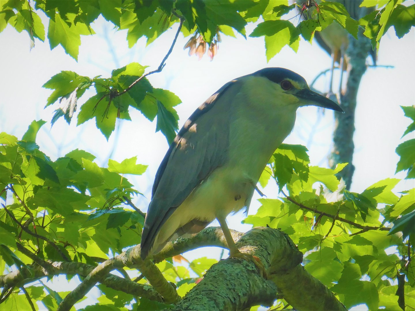 Black-crowned Night-Heron