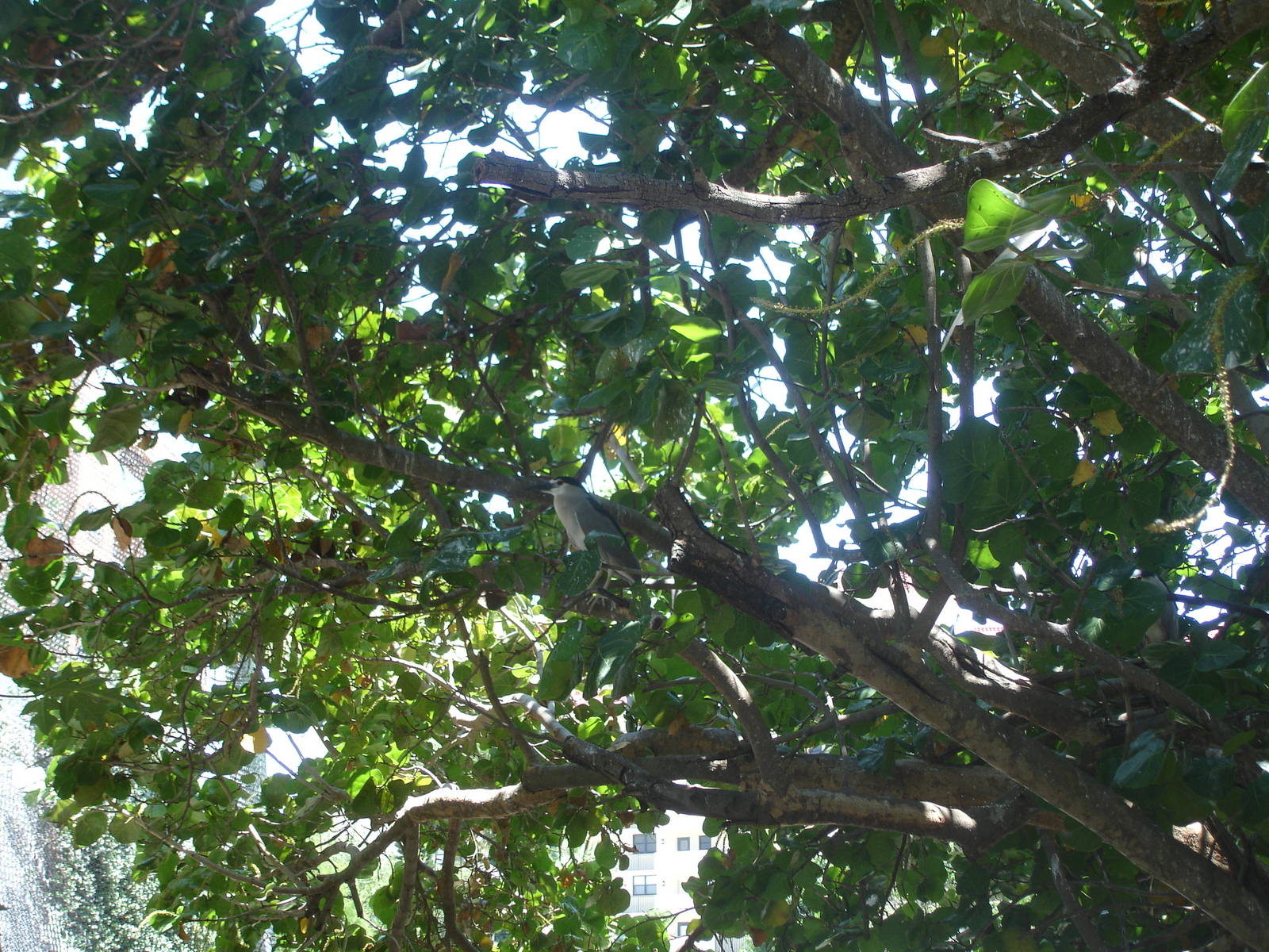 Black Crowned Night Heron?