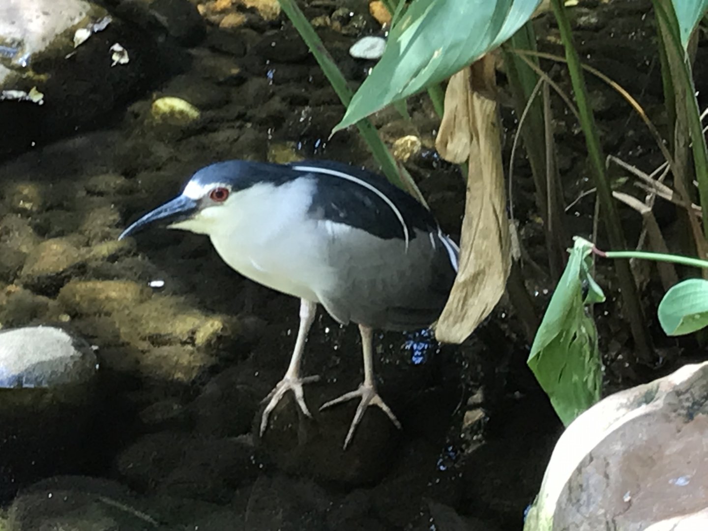 Black-crowned night heron