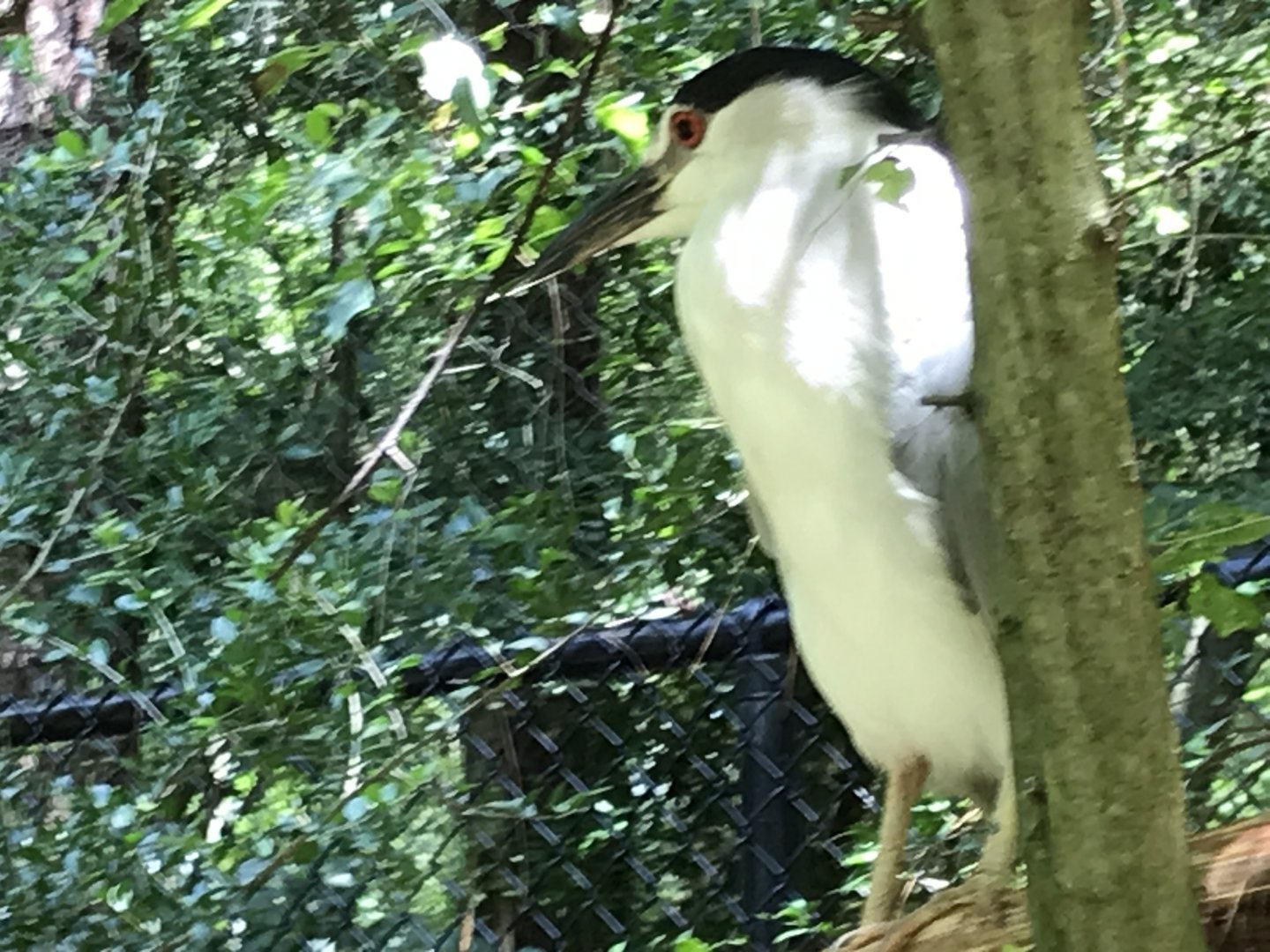 Black-crowned night heron