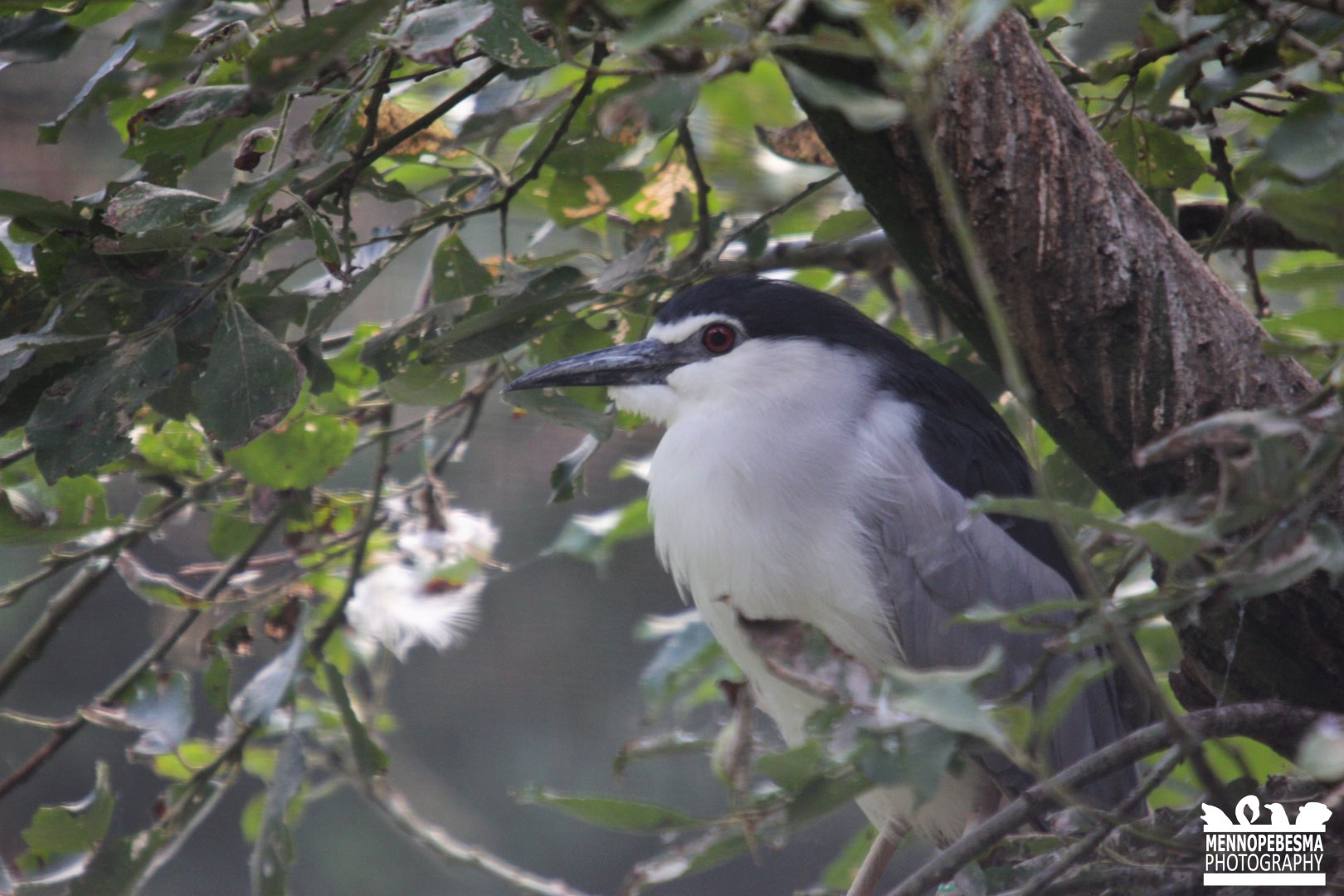 Black-crowned night heron