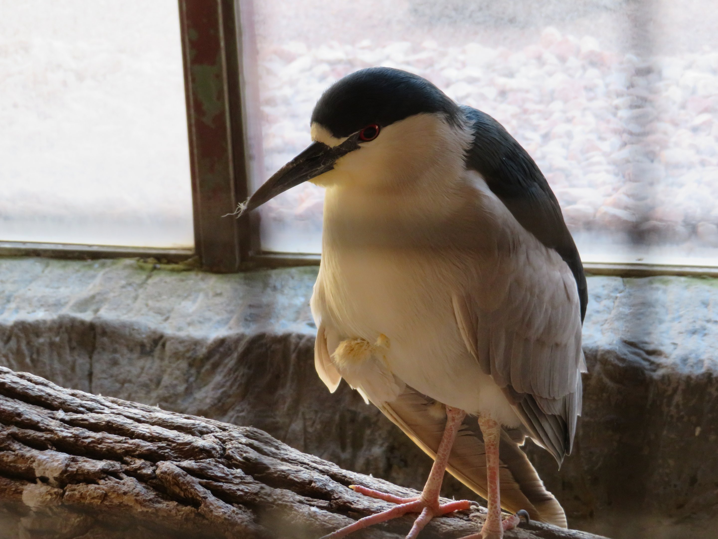 Black-crowned Night Heron