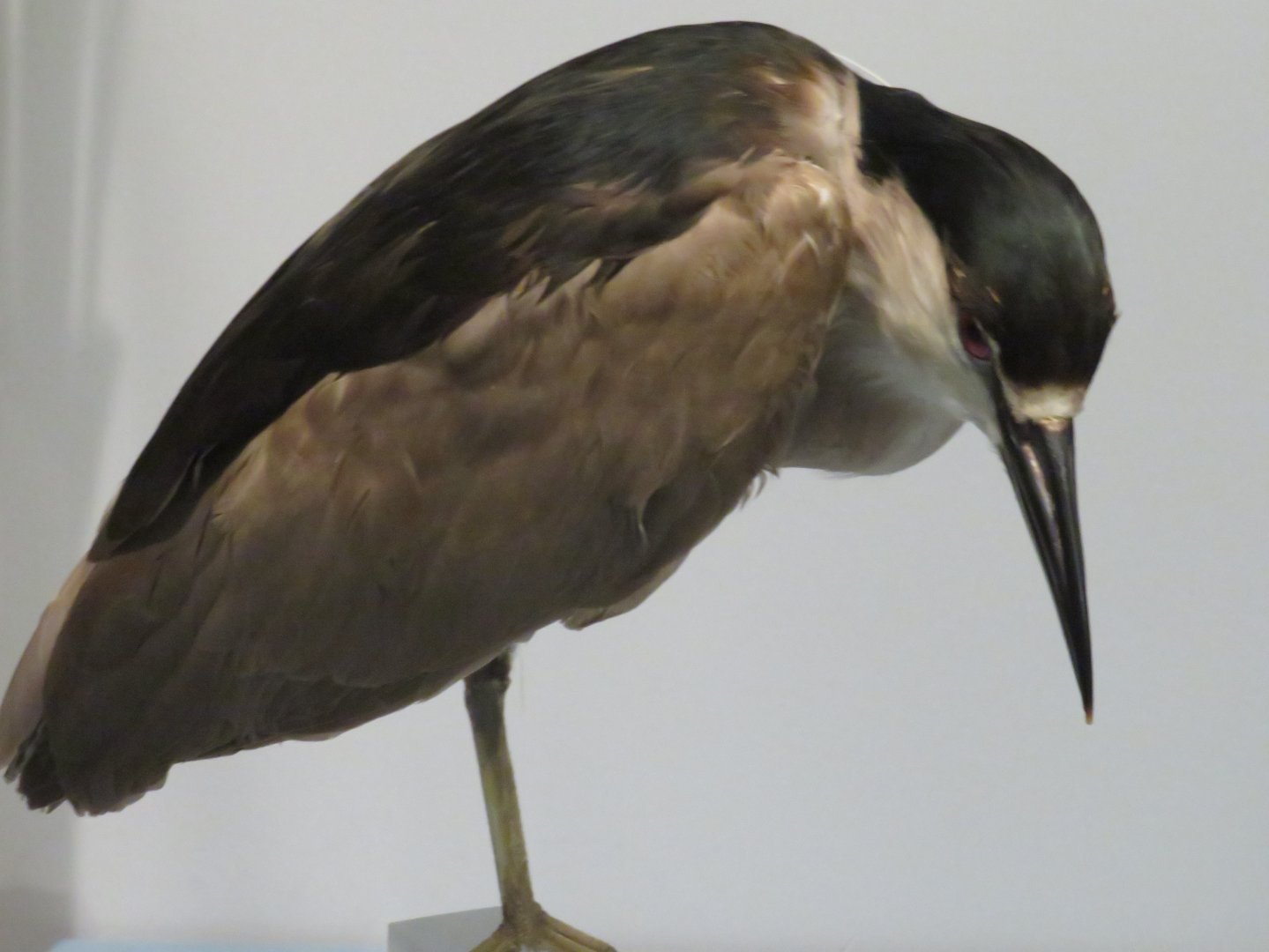 Black-crowned night heron