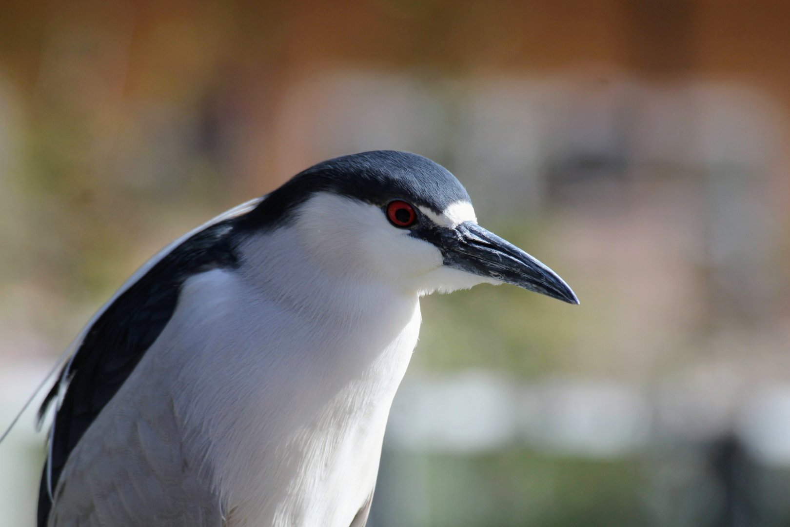Black-crowned Night-Heron