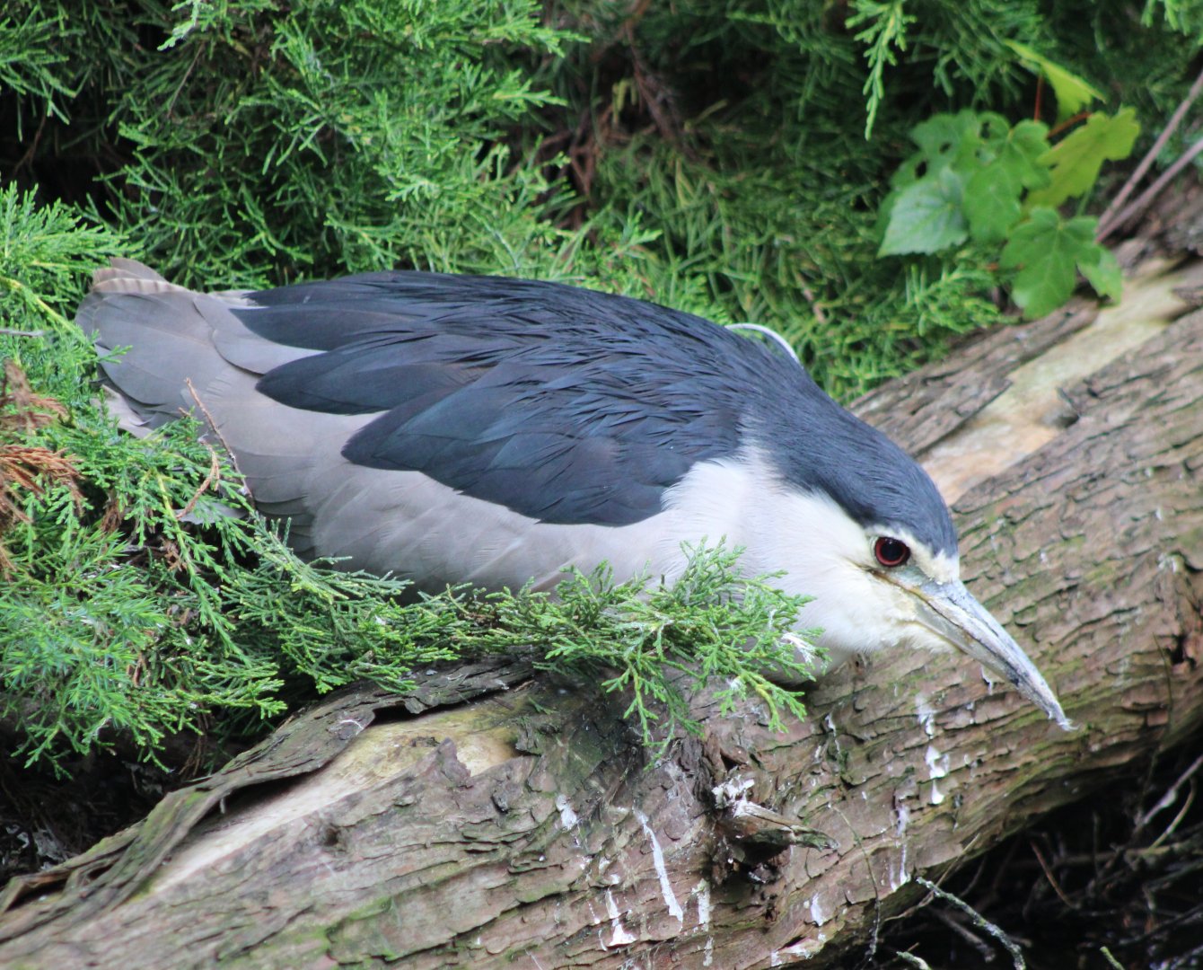 Black-crowned night-heron