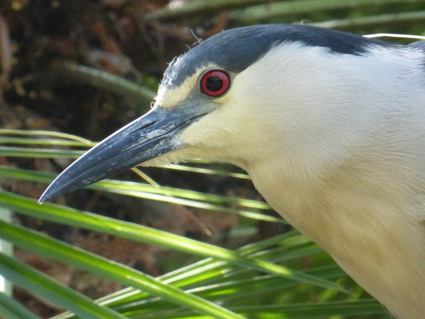 Black crowned night heron