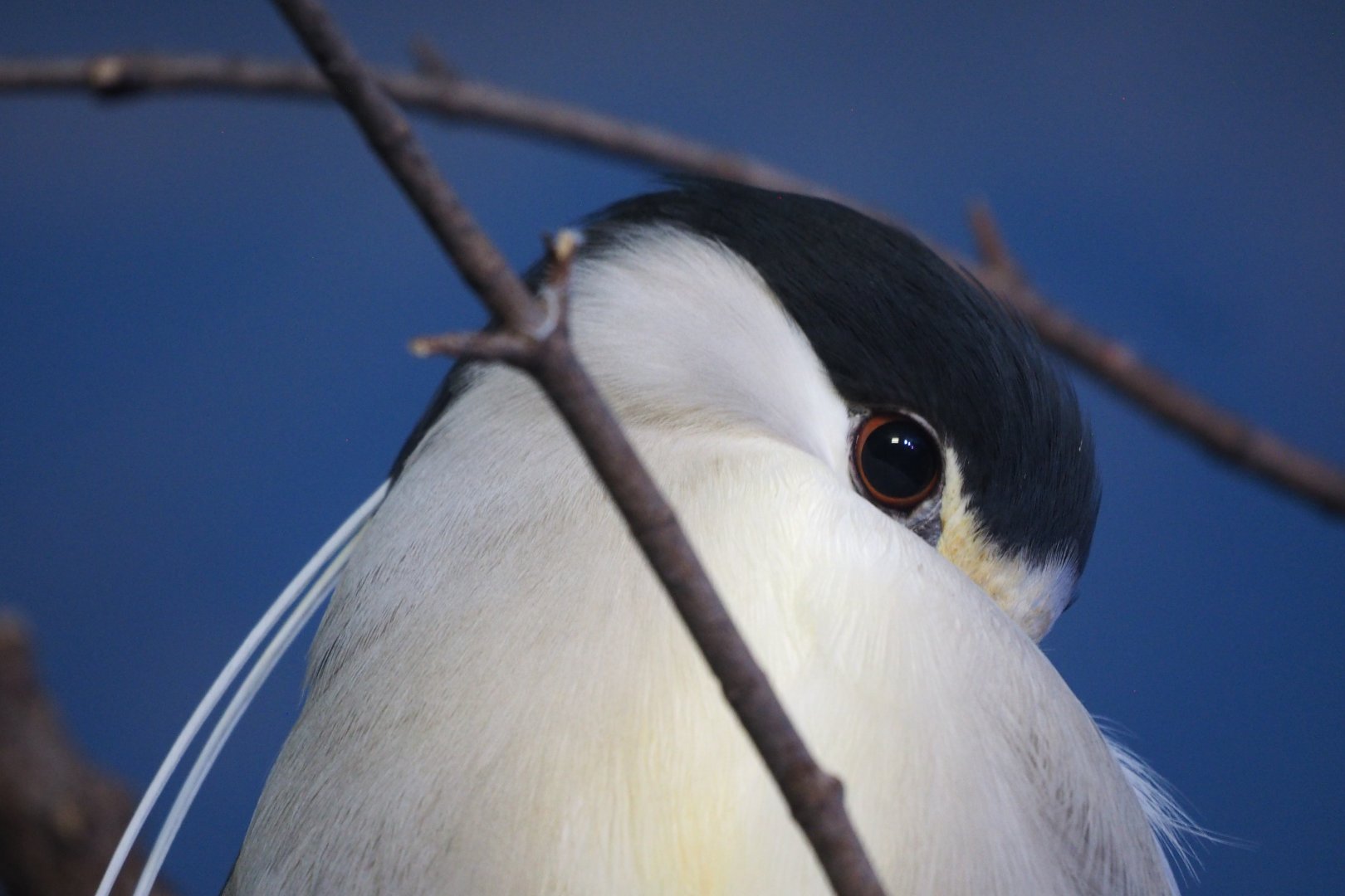 Black-crowned night heron