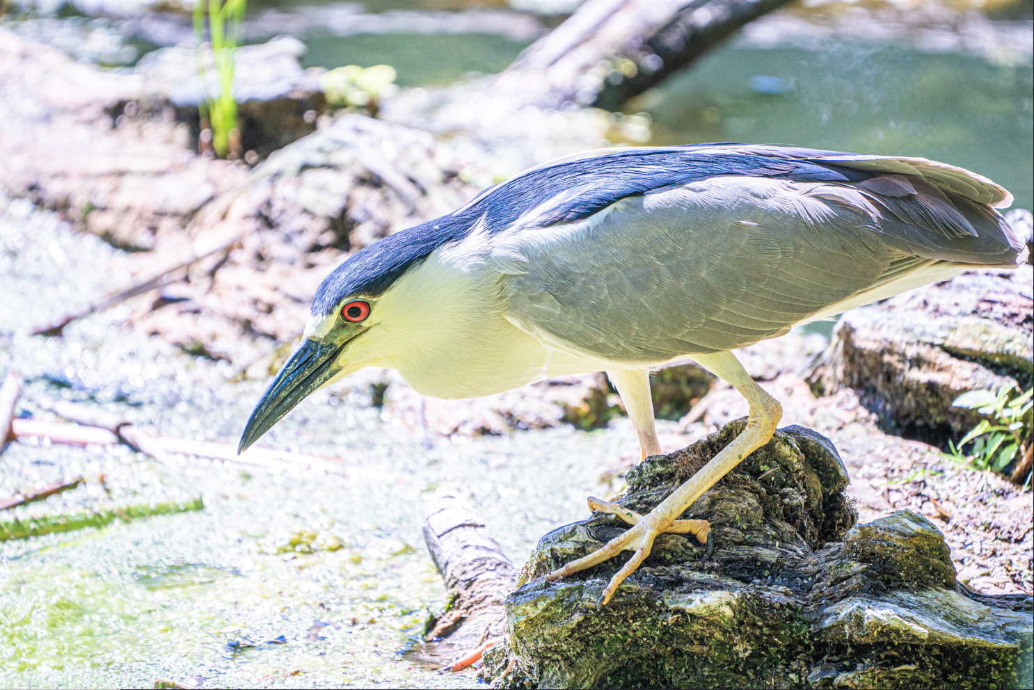 Black-crowned Night Heron