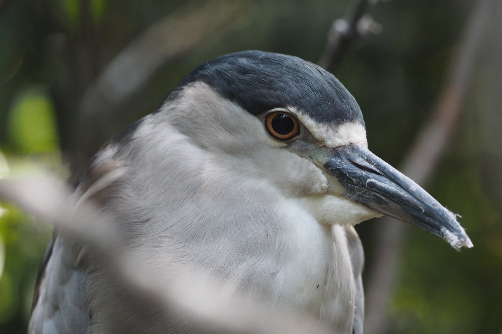 Black-crowned night heron